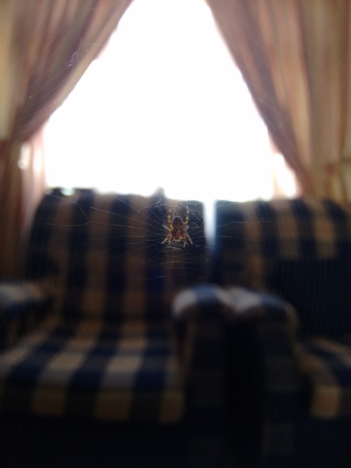 Mental Cobwebs: On approaching a fragmented state of&nbsp;ideals