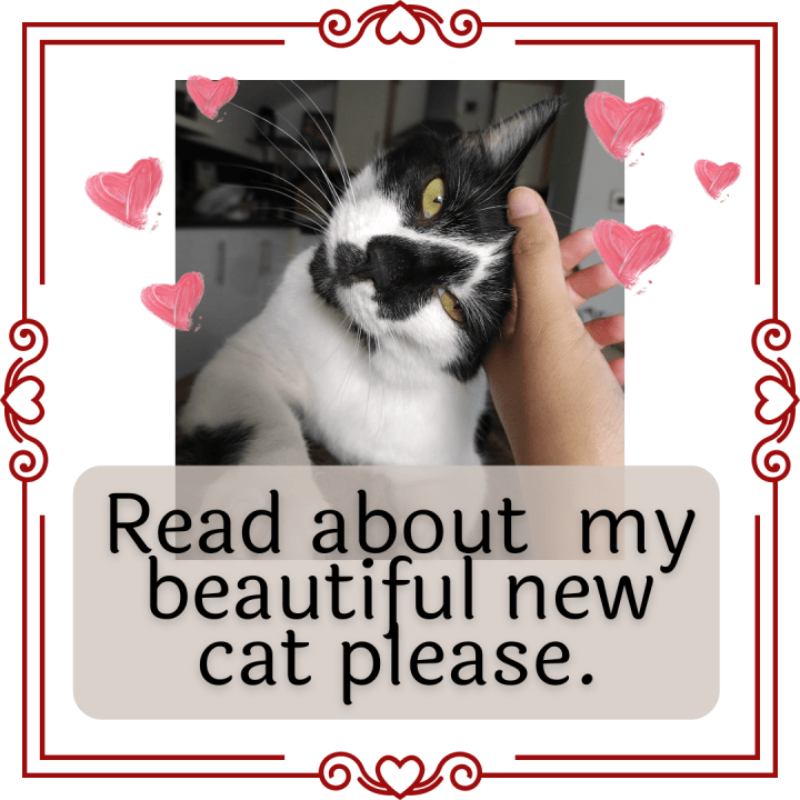 My senior cat’s daily routine (includes monster poos and dog&nbsp;beds)